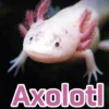 Axolotl