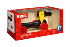 Dachsie hund
