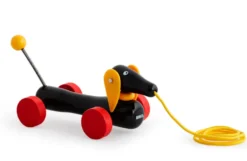 Dachsie hund