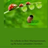 De ruller en fest i Marieprovinsen, og får halve valnødder i familien