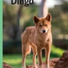 Dingo, Grøn Fagklub