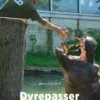 Dyrepasser, Blå Fagklub