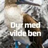 Dyr med vilde ben