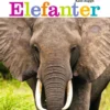 Elefanter