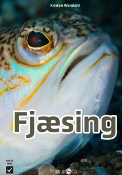 Fjæsing