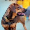 Gravhund, Grøn Fagklub