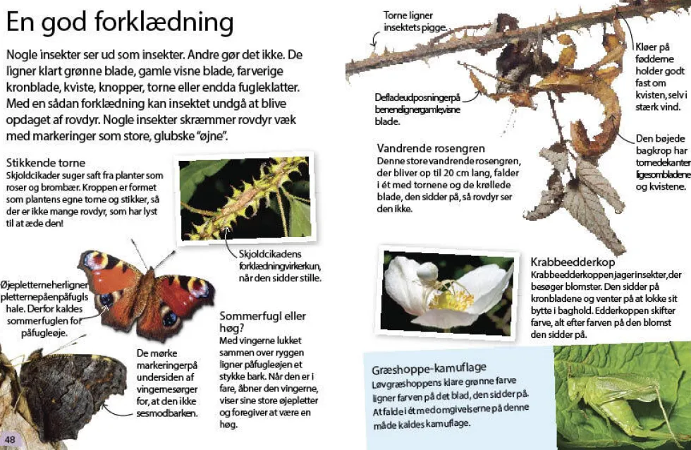 Insekter og edderkopper