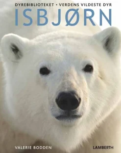 Isbjørn