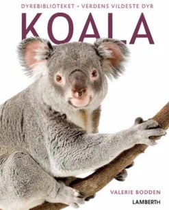 Koala