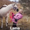 Lama, Grøn Fagklub