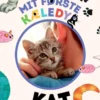 Mit første kæledyr - kat