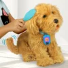 Moji the Lovable Labradoodle