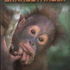 Orangutanger