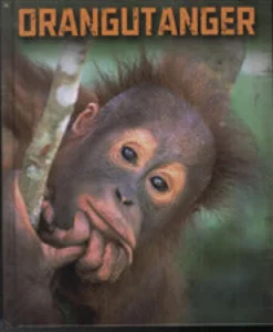 Orangutanger