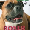 POPULÆRE HUNDERACER: Boxer