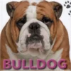 POPULÆRE HUNDERACER: Bulldog