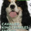 POPULÆRE HUNDERACER: Cavalier King Charles Spaniel