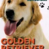 POPULÆRE HUNDERACER: Golden retriever