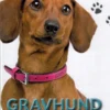 POPULÆRE HUNDERACER: Gravhund