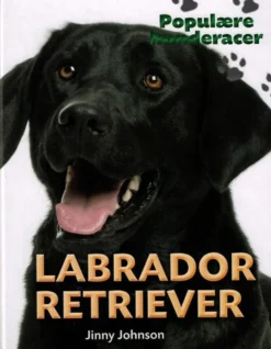 POPULÆRE HUNDERACER: Labrador retriever