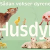 Sådan vokser dyrene: Husdyr