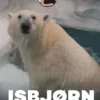 Sebastians dyrebibliotek: Isbjørn