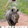 Sebastians dyrebibliotek: Næsehorn
