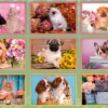 Super Noli Puppies 180 brikker